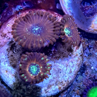 Zoanthus Salted Agave