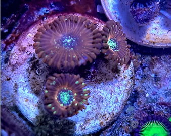 Zoanthus Salted Agave