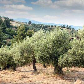 Oliveto