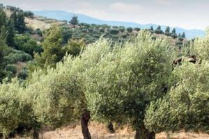 Oliveto
