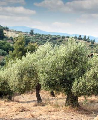Oliveto