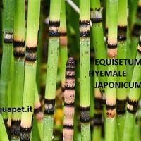 Equisetum hyemale Japonicum
