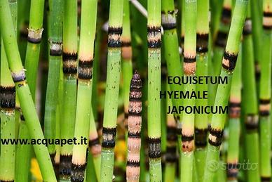Equisetum hyemale Japonicum