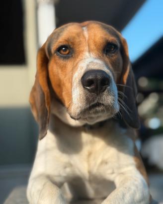Beagle