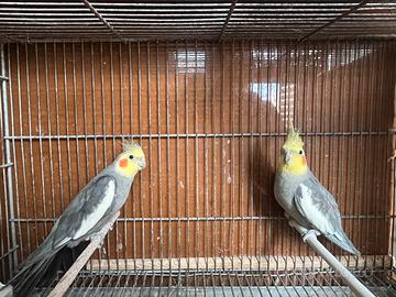 Pappagalli calopsite