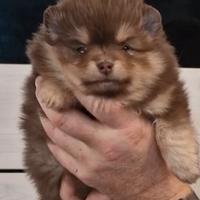 Spitz di Pomerania femmina