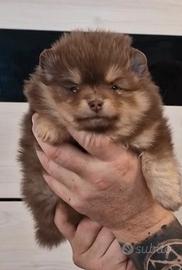 Spitz di Pomerania femmina