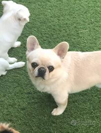 Chihuahua maschietto