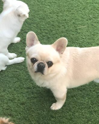 Chihuahua maschietto