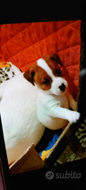 Cucciolo Jack Russel