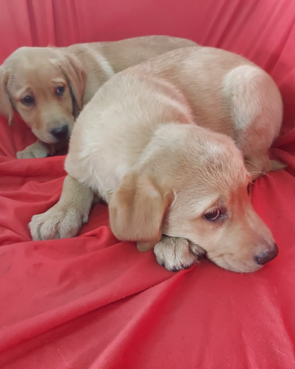 Labrador