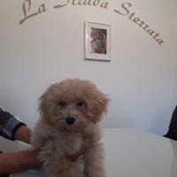 Maltipoo cuccioli Allevamento professionale