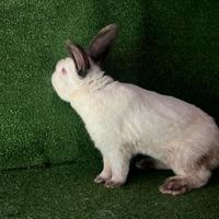 Riproduttore californiano