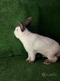 Riproduttore californiano