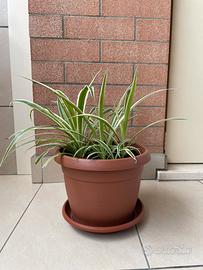 Pianta Falangio -  Chlorophytum comosum “Ocean”