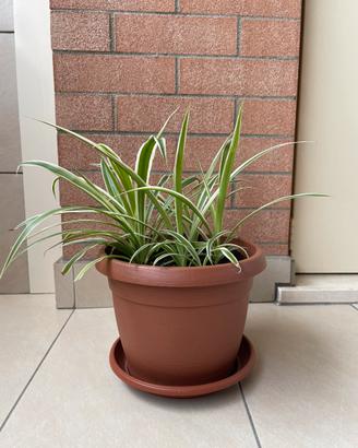 Pianta Falangio -  Chlorophytum comosum “Ocean”