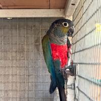 Conuro ventre cremisi