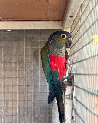 Conuro ventre cremisi