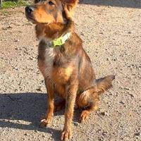 Adozione responsaibile tipo pastore