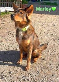 Adozione responsaibile tipo pastore