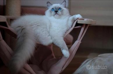 Cuccioli di ragdoll