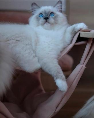 Cuccioli di ragdoll