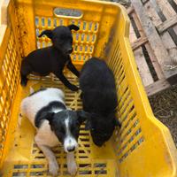 Cuccioli morbidissimi da amare