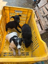 Cuccioli morbidissimi da amare