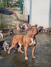 Cuccioli american bully xl