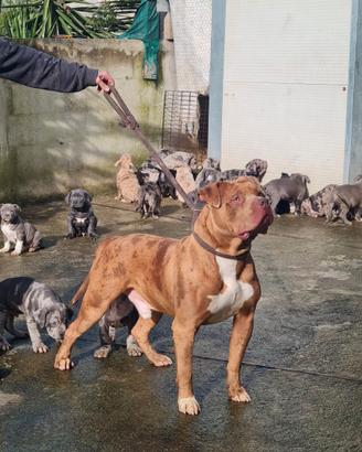 Cuccioli american bully xl