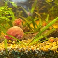 Planorbarius (lumache ornamentali multicolori)