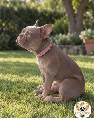 Bulldog Francese esotico New Shade Isabella tan