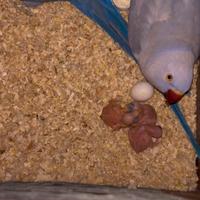 Parrocchetto dal collare viola