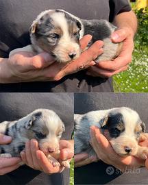 Cuccioli di pastore australiano blue merle