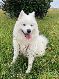 Cane Samoiedo