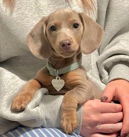 BASSOTTO NANO CUCCIOLI BLU - BASSOTTI NANI 12 rate