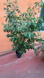 Ficus benjamin