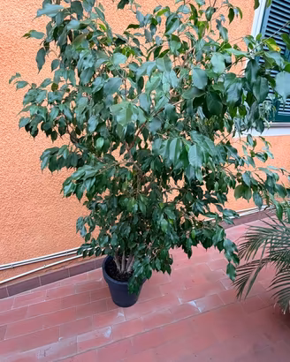 Ficus benjamin