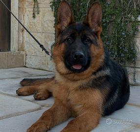 Cuccioli Pastore Tedesco