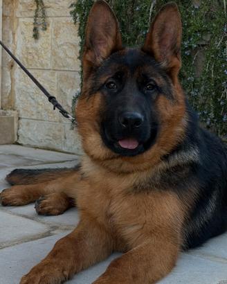 Cuccioli Pastore Tedesco