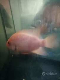 Ciclidi America del sud