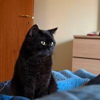 Gatta per Scottish Straight - Pastis