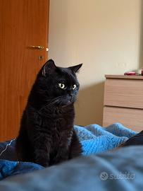 Gatta per Scottish Straight - Pastis