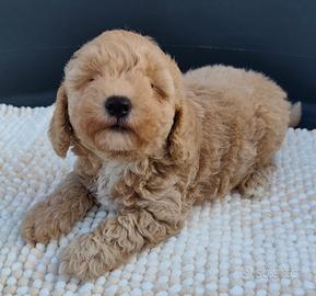 Maltipoo cuccioli Toy