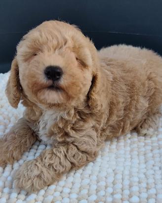 Maltipoo cuccioli Toy