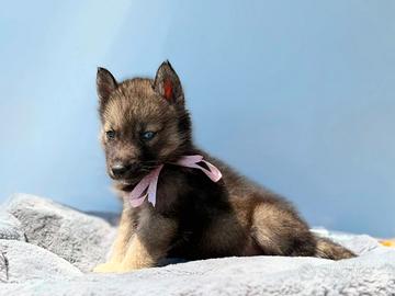 Siberian husky con pedigree ENCI