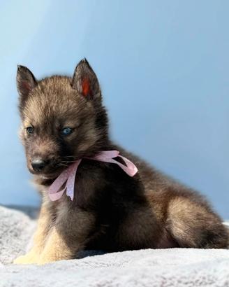Siberian husky con pedigree ENCI