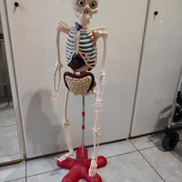 scheletro il corpo umano modello 110 cm