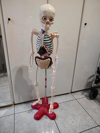 scheletro il corpo umano modello 110 cm