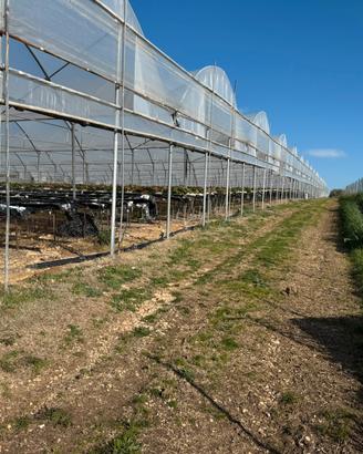 Serre agricole